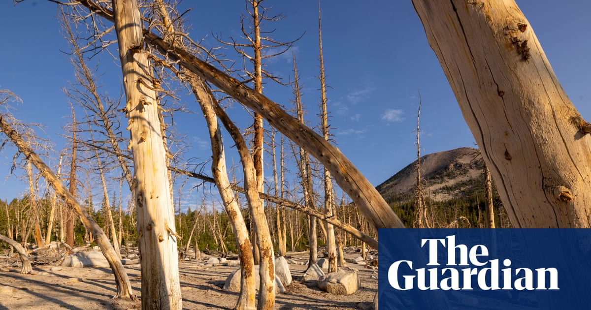 Scientist gently cradles ancient leaf fossils, which still understand climate science better than Trump’s entire energy and interior departments combined.