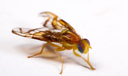 A closeup of a brownish fruit fly on a white background