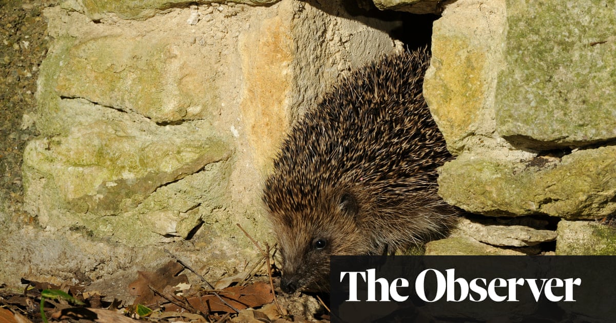 prickly business the hedgehog highway that knits a village together environment the guardian