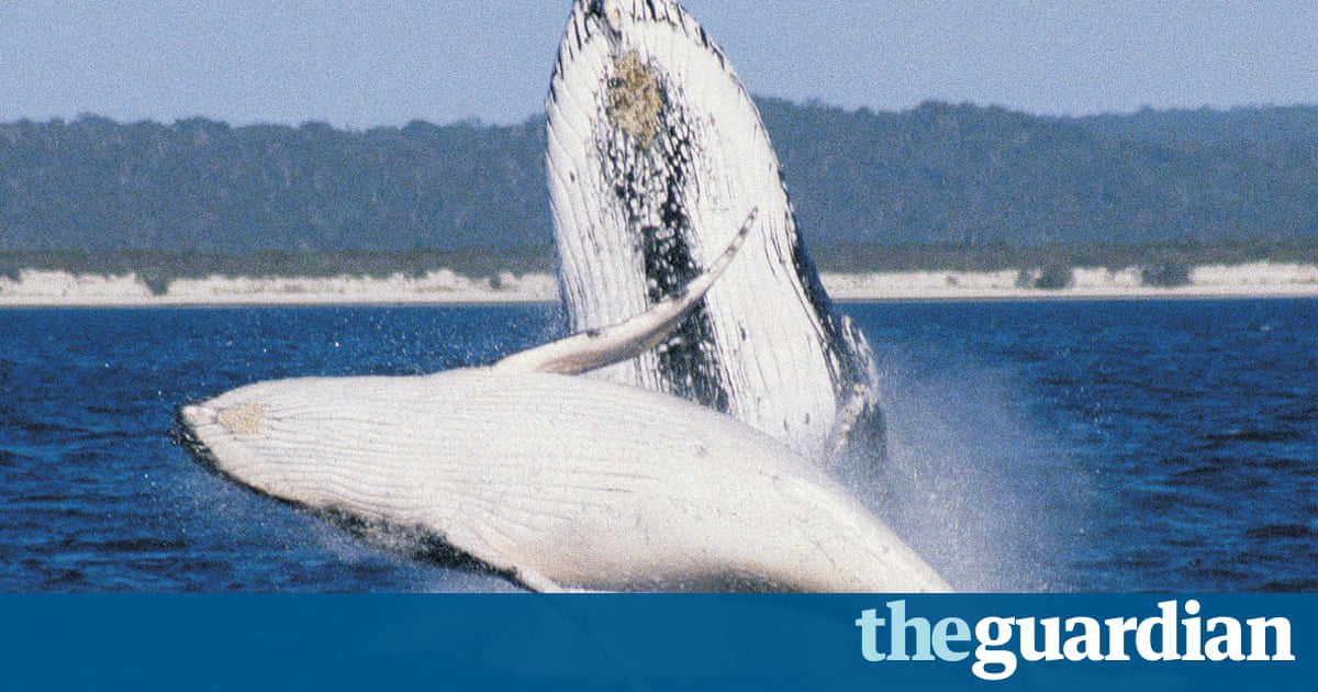 Baby Whales Whisper To Mothers To Avoid Predators Study