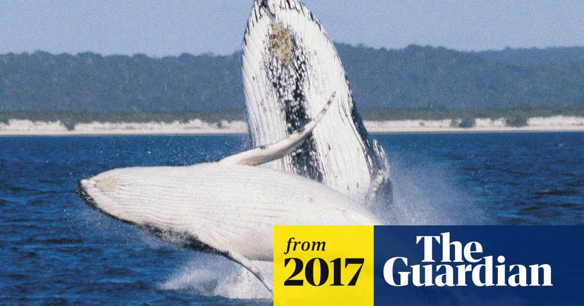 Baby Whales Whisper To Mothers To Avoid Predators Study Finds Whales The Guardian Baby Whales Whisper To Mothers To Avoid Predators Study Finds Whales The Guardian
