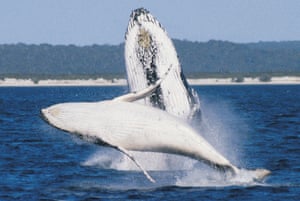 humpback mother and calf whale