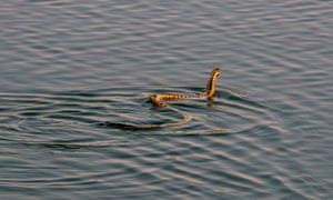 An adder swims in the Hickling Broad National Nature Park of the Norfolk Wildlife Trust.