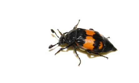 The carrion beetle Nicrophorus investigator, an insect with a black body with horizontal orange blotches splashed across its abdomen.