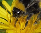 Country diary: Violence, precision and a free lunch – welcome to the weird world of pollination | Phil Gates
