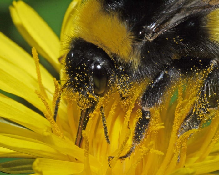 Country diary: Violence, precision and a free lunch – welcome to the weird world of pollination | Phil Gates