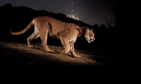 P-22 seen in front of the Hollywood sign in Griffith Park. His escapades in Los Angeles made him a beloved celebrity.