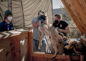 America’s First Wilderness: Kathleen Orlinsky, US (Winner, sustainability prize) The Mexican grey wolf species is native to the Gila Wilderness region, and almost went extinct until a recovery programme began re-introducing the species into the wild in 1992. Here we see a wolf at the Ladder Ranch in Caballo being placed inside a capture box and muzzled by USFWS biologists. Once inside, the biologists will apply radio collars, check the wolf’s health and administer vaccines, deworming treatment and fluids before the animal is relocated to the wild in Mexico.