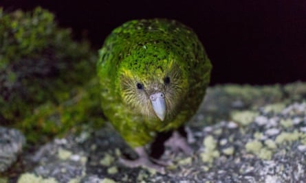 A kākāpō