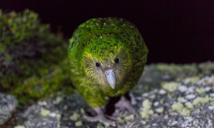 New Zealand bird of the year contest bars world’s fattest parrot from running