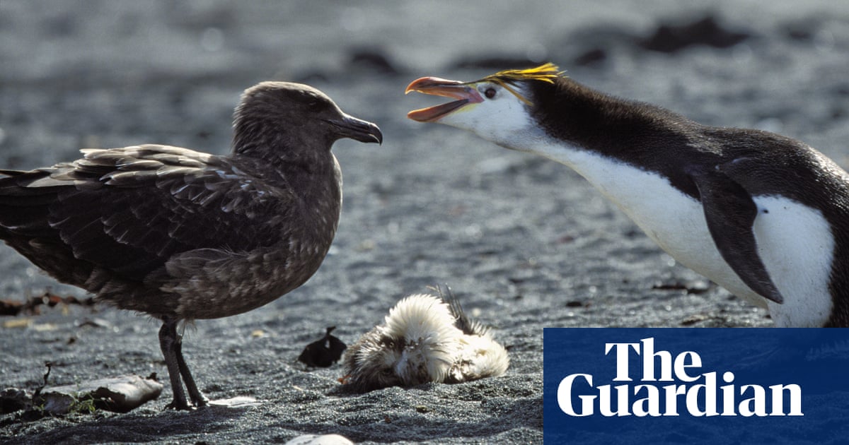 Scientists confirm first cases of bird flu on mainland Antarctica | Bird flu