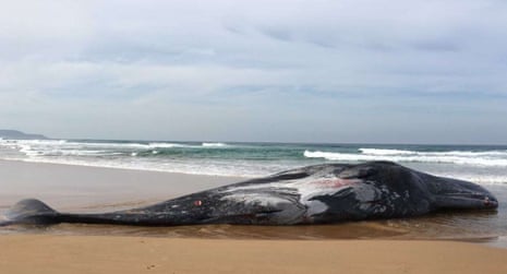 A dead sperm whale has washed ashore on Forrest Caves beach at Phillip Island in south-eastern Victoria