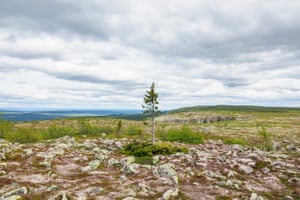 Tjikko velho