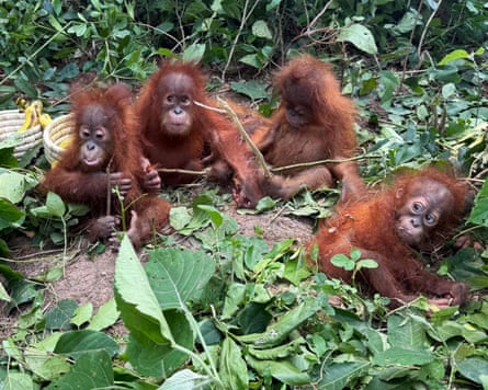 Small orangutans after their rescue.