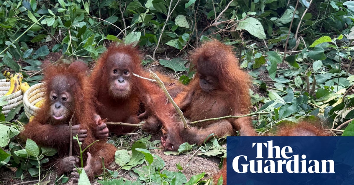 Baby orangutans found in forest in India spark trafficking investigation Baby orangutans found in forest in India spark trafficking investigation