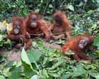 Discovery of Five Baby Orangutans in India Sparks International Trafficking Investigation