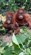 Five baby orangutans found in forest in India in suspected smuggling incident Five baby orangutans found in forest in India in suspected smuggling incident