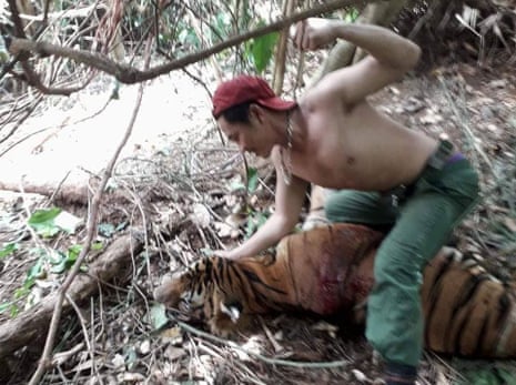 465px x 347px - Vietnamese crime syndicates target Thailand's last tigers | Global  development | The Guardian