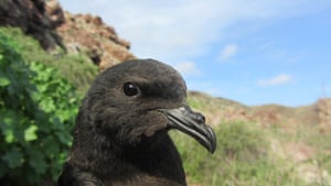 Um petrel preto da tempestade