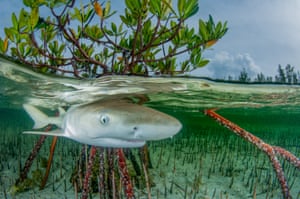 Um tubarão-limão juvenil em florestas rasas de mangue nas Bahamas