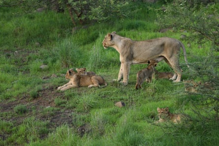 Lions spotted in grasslands in between the Gir forest and coastal areas.