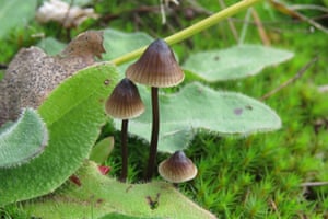 Fungos de capô de ordenha preta (Mycena galopus) na reserva natural local Troopers Hill, no leste de Bristol.