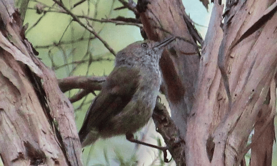 A rare sighting of the critically endangered King Island brown thornbill