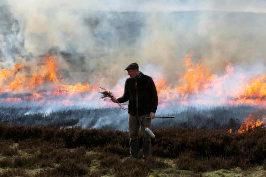 Tom Adamson, Gamekeeper for the Bolton Abbey Estate holds some heather in his hands as Moorland Burning takes place on Barden Moor in the Yorkshire Dales.