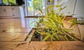 Bamboo growing under a kitchen floor