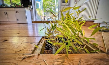 Bamboo growing under a kitchen floor
