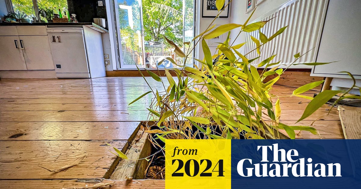 The big British bamboo crisis: ‘It invaded my beautiful home’