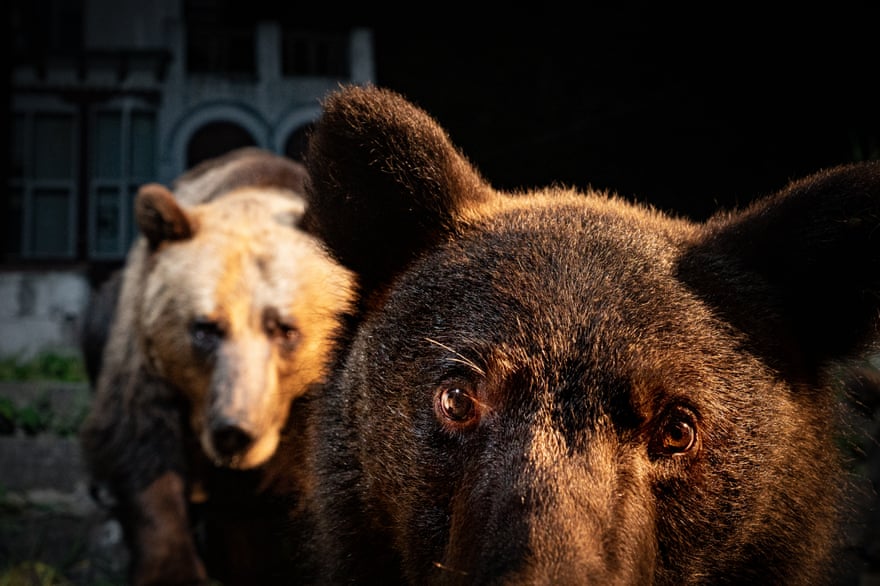 Bears emerge at night on the quiet streets of a town in Transylvania