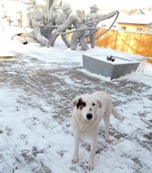 The abandoned dogs at Chernobyl endure harsh Ukrainian winters.