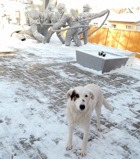 Meet The Dogs Of Chernobyl The Abandoned Pets That Formed Their