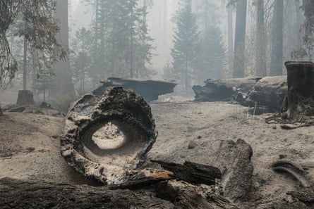 Trees charred during the Windy fire line the forest floor in the Sequoia national forest.