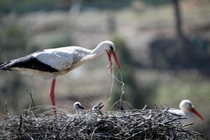 A stork feeds its babies in a nest near Monchique, Portugal