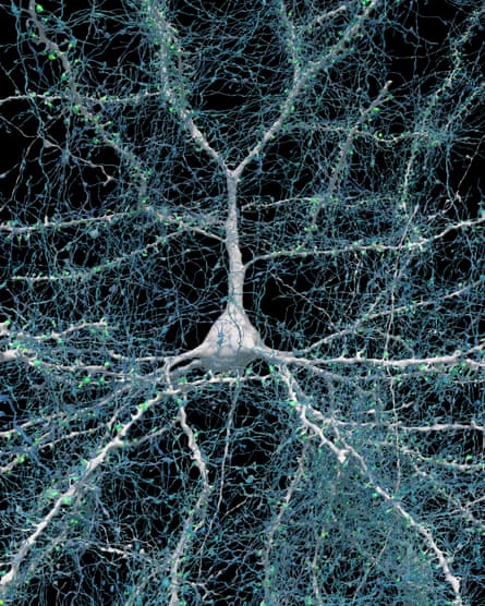 Microscopic image of neuronal connections in the brain