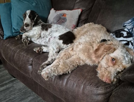A black and white spaniel and a beige poodle type dog lying on a sofa together