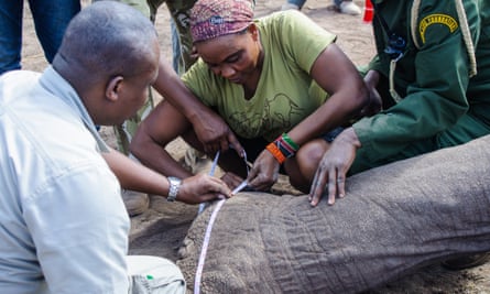 Scientists take biometric measurements of elephant Tim as he lies unconscious during operations to fit a tracking collar in Amboseli National Park, Kenya, on 10 September 2016.