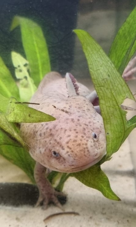 Recupero di Axolotl in un acquario con la famiglia che documenta i progressi sui social media