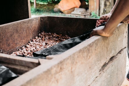A person leans on a wooden trough holding cacao beans.