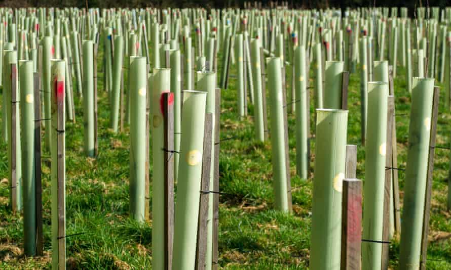 HS2 road and footpath closures, Tilehouse Lane, Denham, Buckinghamshire, UK - 01 Mar 2021
Mandatory Credit: Photo by Maureen McLean/REX/Shutterstock (11781682g) Tree saplings planted by HS2 last year and wrapped in plastic tubes as part of the HS2 mitigation are already dead. Part of Tilehouse Lane in Denham near the HS2 Chiltern Tunnel South Portal construction site has been closed by HS2 as has footpath. Acres of countryside have been destroyed by HS2 in Denham and West Hyde. Two tunnel boring machines named Florence and Cecilia, are on site being commissioned that will tunnel underneath the Chilterns of 10 miles. The controversial High Speed 2 Rail link from London to Birmingham puts 108 ancients woodlands, 693 wildlife sites and 33 SSSIs at risk HS2 road and footpath closures, Tilehouse Lane, Denham, Buckinghamshire, UK - 01 Mar 2021