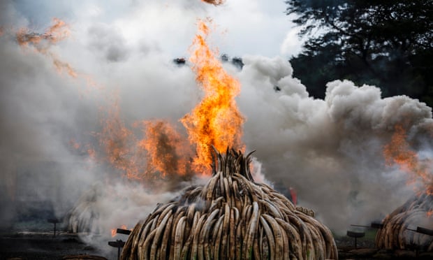 Burning confiscated ivory to send a signal to poachers is on the increase. But does it help elephants?