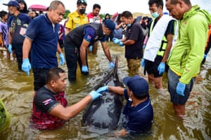 Rescuers help a whale injured and stranded after a strong storm at Narathat Beach in Thailand