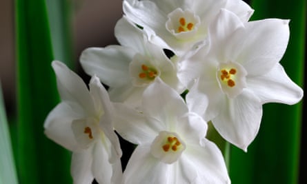 ‘I make time to put in an order for paperwhite narcissi.’