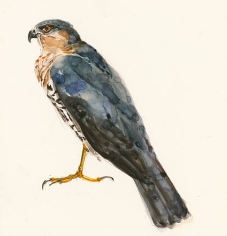 Painting of sparrowhawk