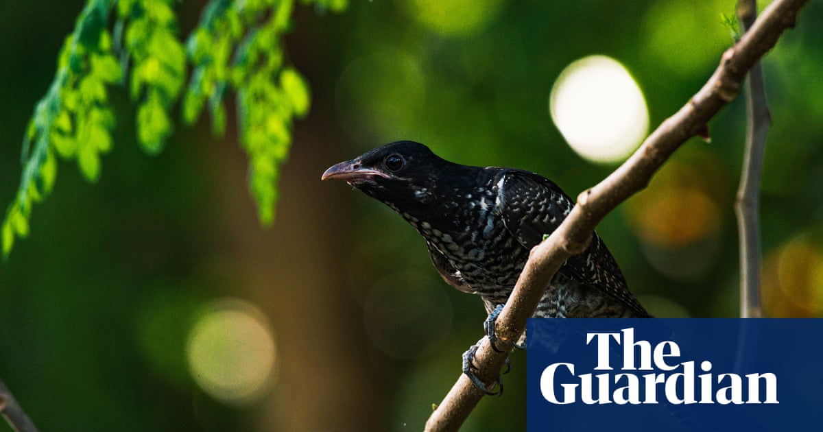 Unusual sightings of the Asian koel in Melbourne raise mysteries for migration researchers