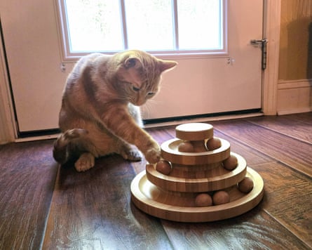 A cat playing with DoogCat Wooden Cat Ball Track