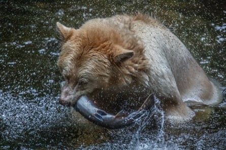 The bears help enrich the forest by spreading salmon nutrients.