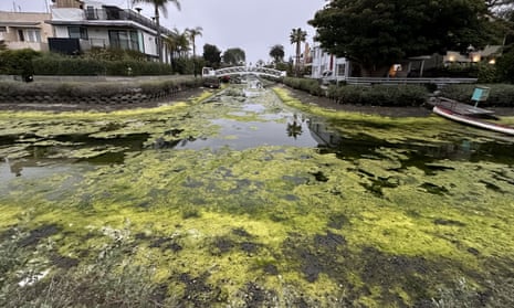 Algae bloom at Venice Canals in Los Angeles, California